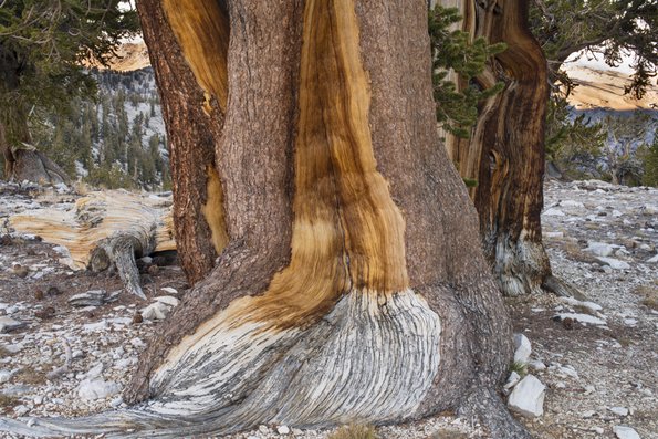 Ancient Bristlecone Pine-4