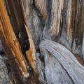 Ancient Bristlecone Pine-5