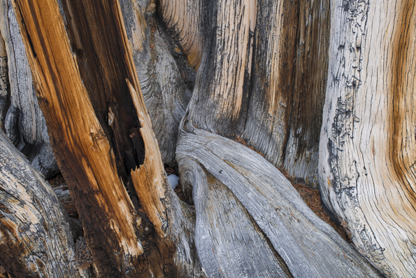 Ancient Bristlecone Pine-5