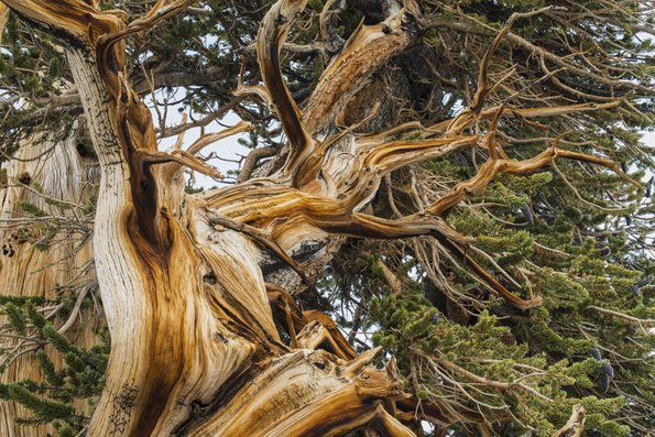 Ancient Bristlecone Pine-7