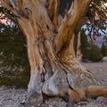 Ancient Bristlecone Pine