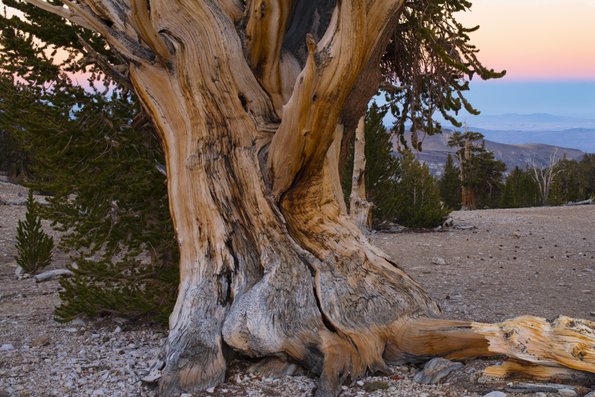Ancient Bristlecone Pine