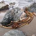 Big Sur Coast-38