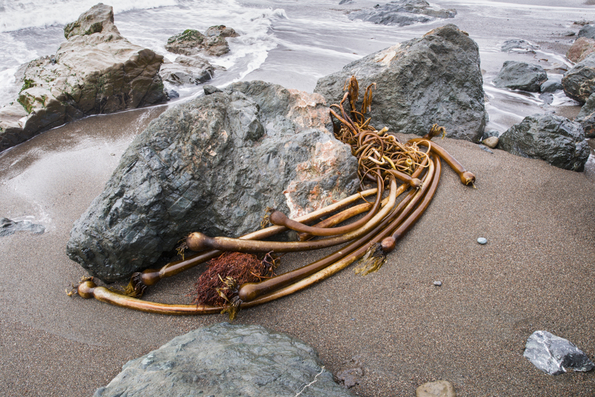 Big Sur Coast-38