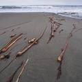 Big Sur Coast-5