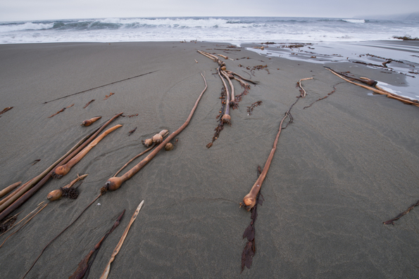 Big Sur Coast-5