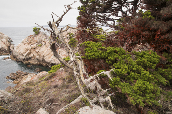 Point Lobos-3
