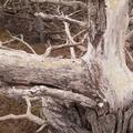 Point Lobos-7