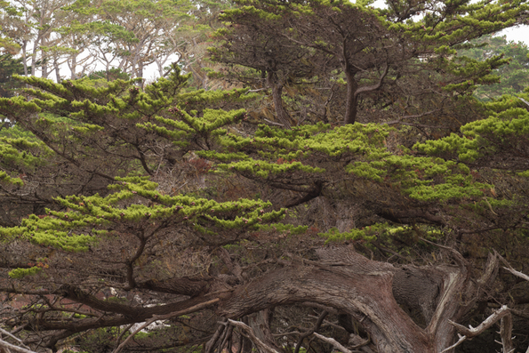 Point Lobos-9