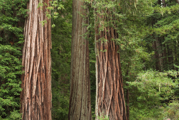 Big Basin State Park-12