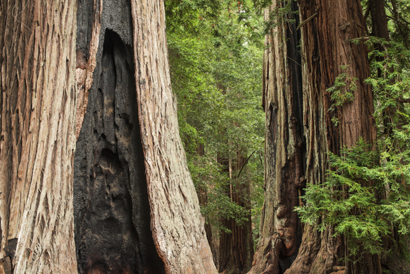 Big Basin State Park-14