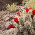 Capitol Reef National Park-26