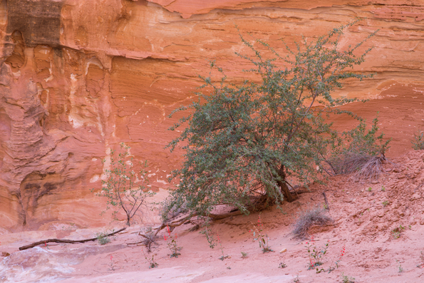 Capitol Reef-4