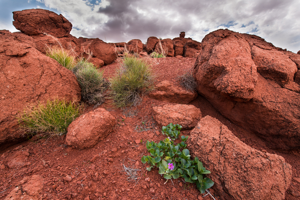White Canyon-Utah-1