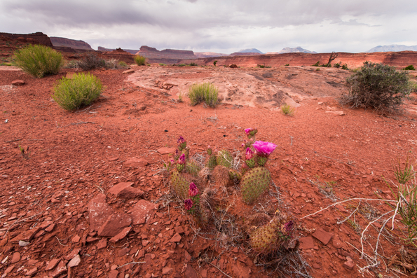 White Canyon-Utah-4
