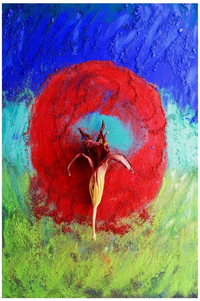 Iris -3