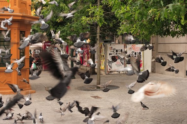 Porto pigeons-10