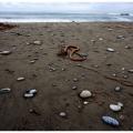 Cambria Coast-5