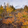 Grand Tetons in Fall-5