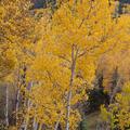 Telluride, fall color-20