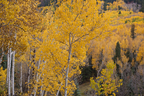 Telluride, fall color-20