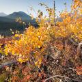 Yellowstone Trees-15