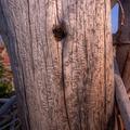 Yellowstone National Park, Trees-22