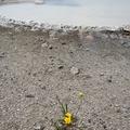 Yellowstone National Park-7
