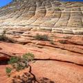 Checkerboard Mesa, Zion National Park-14