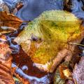 Fall Leaves in Water -20