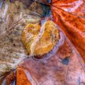 Fall Leaves in Water -21