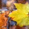 Fall Leaves in Water -23