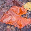 The Color of Fall