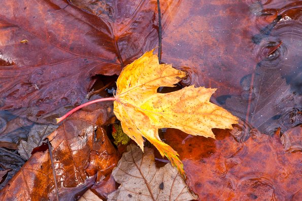 Fall Leaves in Water -4