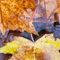 Fall Leaves in Water -5