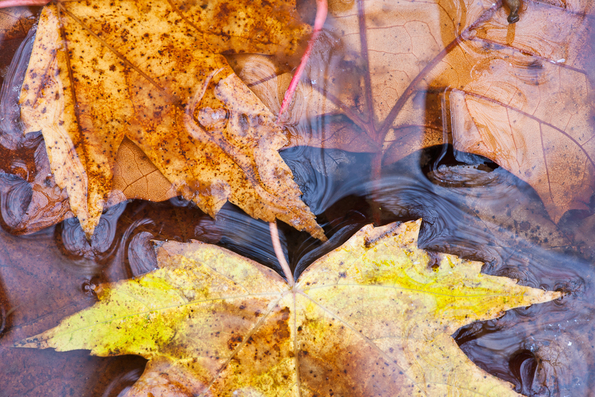 Fall Leaves in Water -5