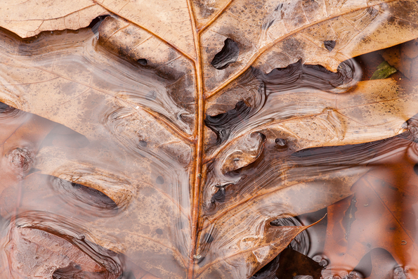 Fall Leaves in Water -7