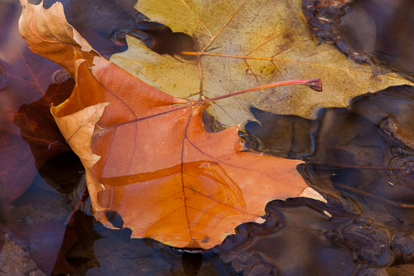 Fall Leaves in Water -9