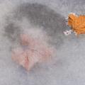 Winter's First Ice -12