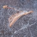 Winter's First Ice -18