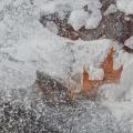 Winter's First Ice -50