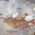 Winter's First Ice -62